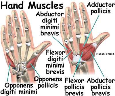 Grip Muscles