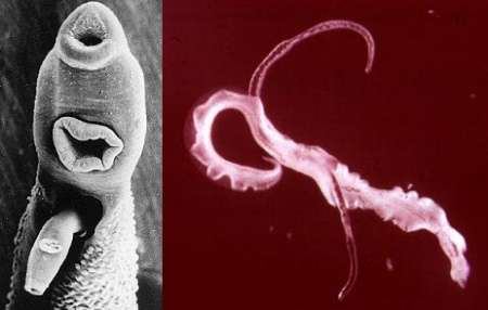 Schistosoma Parasites