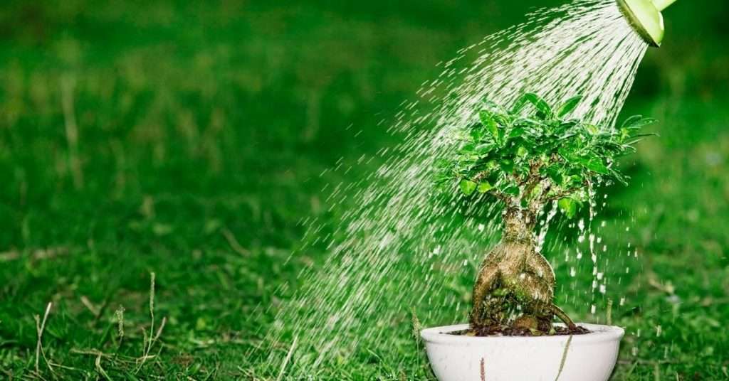 bonsai drainage mesh