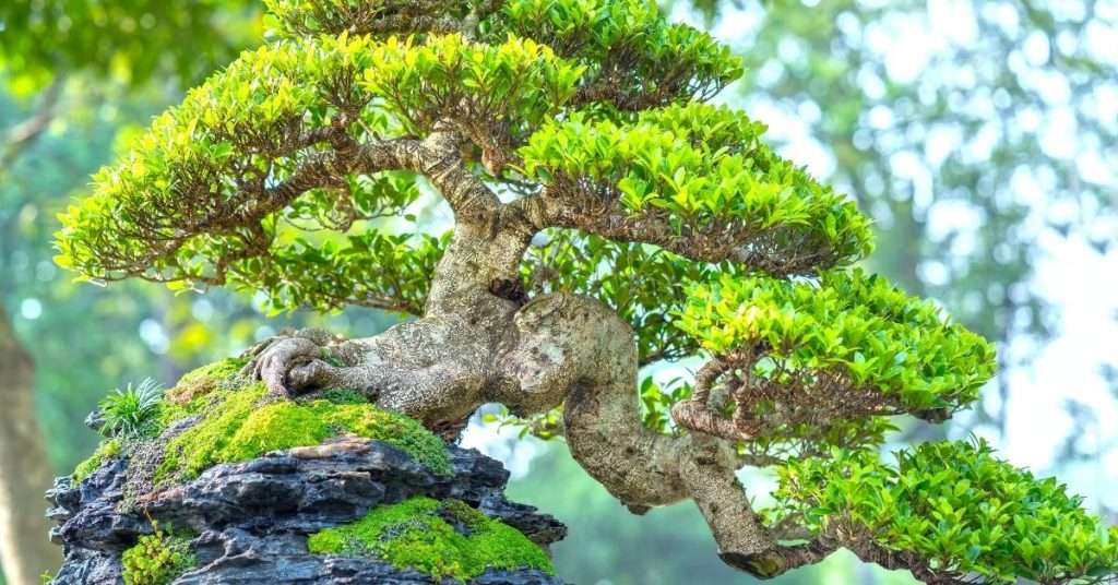 growing bonsai trees