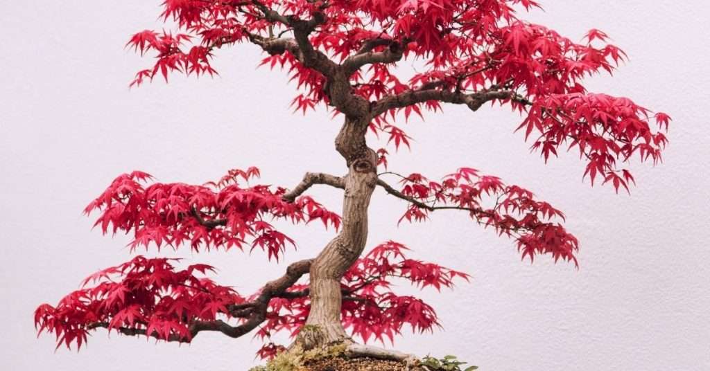 fall bonsai care
