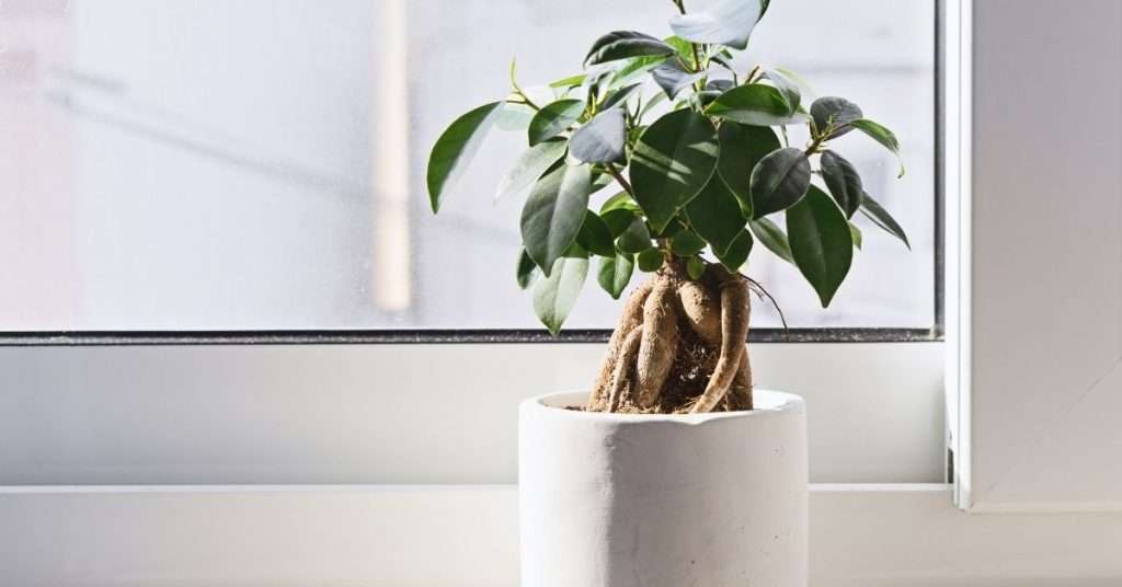 indoor ficus bonsai trees
