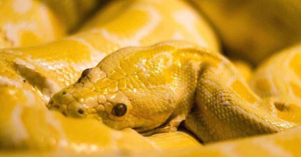 albino boa constrictor