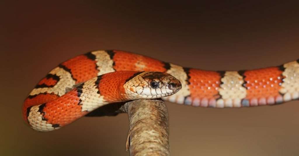 coral snake