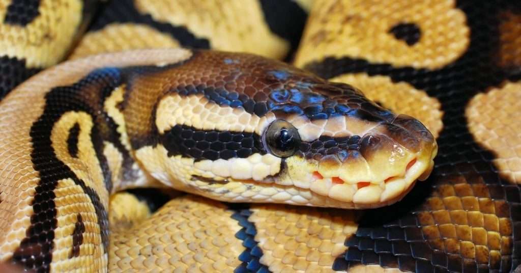 exotic ball python