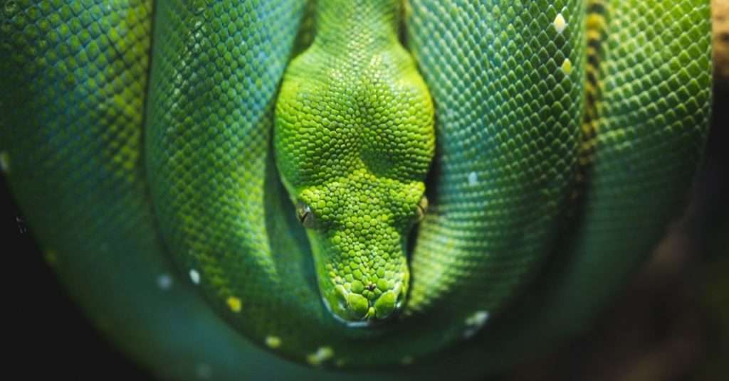 tree boa constrictor