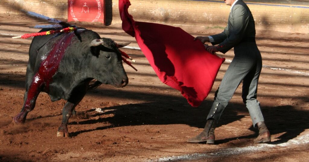 bull fighting
