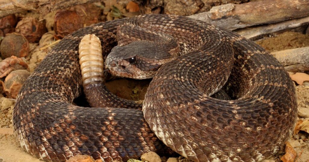 rattlesnake
